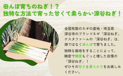 ＜先行受付＞煮てよし、焼いてよし！甘さがギュッと！深谷ねぎ　4kg　【11218-0240】