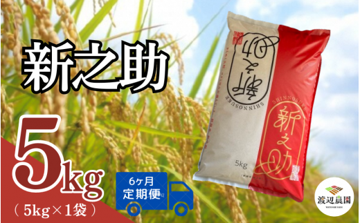 【令和6年産新米】〈6回定期便〉渡辺農園の新之助5kg (5kg×1袋) 新潟県 五泉市 渡辺農園 [10月中旬以降順次発送]