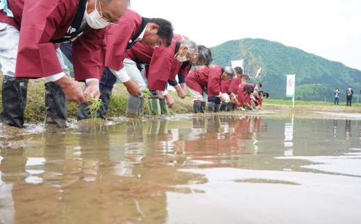 5月上旬。お田植えまつり。お田植えの儀で参列者一同が田植えを行い、豊穣を祈念しました。