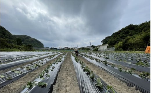 先行予約　サツマイモ（紅はるか）５ｋｇ　農薬化学肥料不使用　（洗い）【R00163】