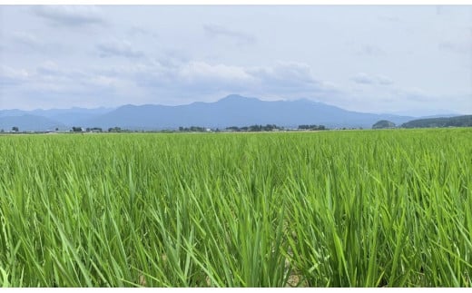 令和6年産 新之助・コシヒカリ詰合せセット（2合パック×10袋） 新潟県 五泉市 （農）久保農業生産組合