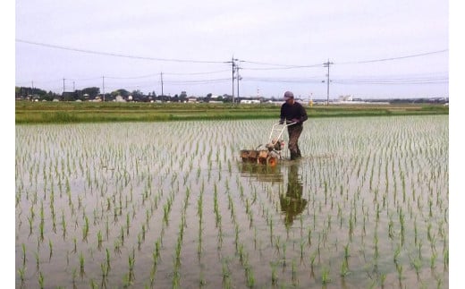 【期間限定発送】 米 令和6年 ひゃくまん穀 精米 5kg [みどりの波 石川県 宝達志水町 38601066] お米 こめ コメ 5キロ 白米 ひゃくまんごく 美味しい