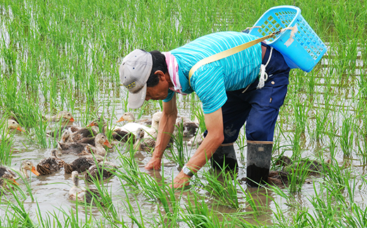 新潟県聖籠産【有機米】コシヒカリ20kg（5kg×4袋）