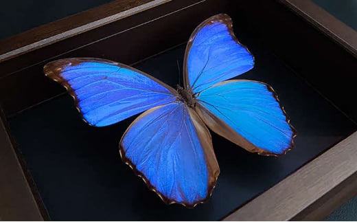 [№5757-0284]昆虫標本 FlyingMorphoButterfly　空を翔ぶ宝石　モルフォ蝶