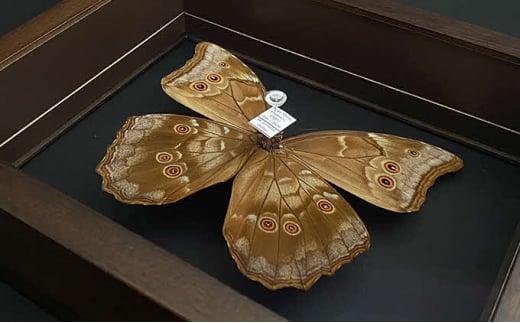 [№5757-0284]昆虫標本 FlyingMorphoButterfly　空を翔ぶ宝石　モルフォ蝶