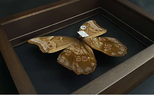 [№5757-0284]昆虫標本 FlyingMorphoButterfly　空を翔ぶ宝石　モルフォ蝶