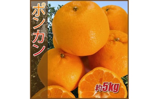 訳あり ポンカン 5kg ご家庭用 みかん 人気 数量限定 先行予約 柑橘 伊予市 【2025年1月中旬以降順次発送】｜B147