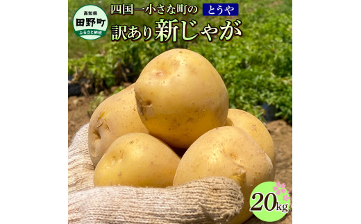 ★先行受付：2024年5月発送開始★大野台地で採れた 令和6年産新じゃがいも『とうや』20kg 訳あり品 20キロ イモ ジャガイモ 芋 いも ポテト 野菜 おいしい なめらか 旬 国産 お取り寄せ 送料無料