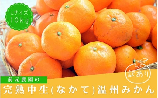 訳あり Lサイズ 前元農園の完熟中生(なかて)温州みかん 10kg【1月初旬～下旬に順次発送】 /  フルーツ  早生 興津 温州 みかん 蜜柑 三重県  高品質 みえ アルギット 訳あり