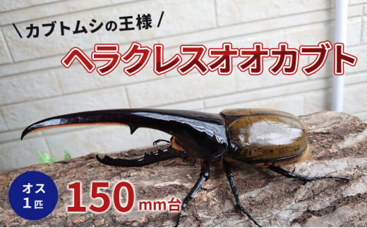 カブトムシの王様 ヘラクレスオオカブト オス1匹 150mm台[№5229-0680]