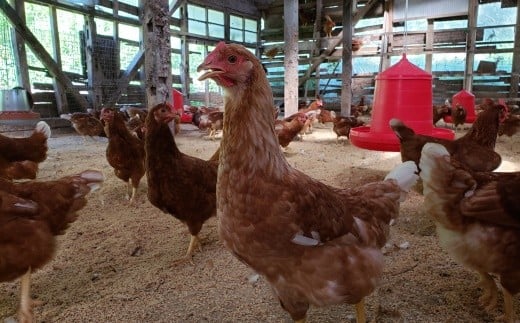 017I24 伊根町産みつの養鶏の平飼いたまご[髙島屋選定品］