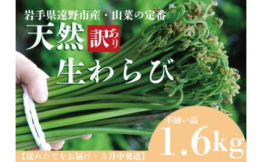 遠野産天然わらび1.6kｇ【訳アリ・不揃い品】