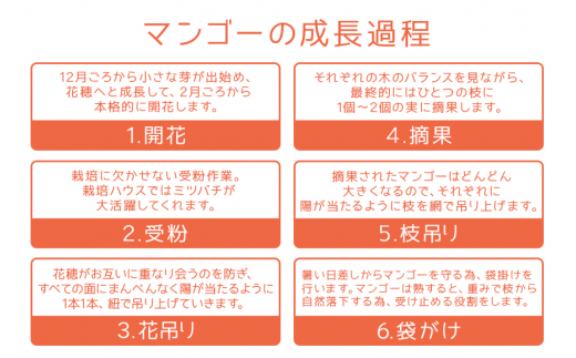 【 先行予約 2025年 発送 】 沖縄県知事賞4度受賞 サンフルーツ糸満 マンゴー 1kg アップルマンゴー アーウィンマンゴー 国産 完熟マンゴー 果物 南国 くだもの フルーツ 完熟 夏 旬 特産品 沖縄 お取り寄せ お土産 甘い 濃厚 沖縄県 糸満市 