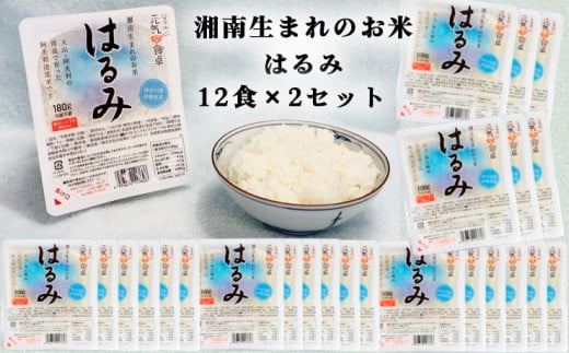 湘南生まれのお米【はるみ】ごはんパック12食×2箱｜米 パックごはん ギフト 贈りもの お手軽 保存食 ブランド米 [0136]