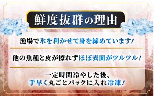 【訳あり】【数量限定！】 新鮮・朝獲れ！ 墨付き 天然 真イカ（剣先イカ）丸ごと 約1,000g たまり醤油と刺身専用しおり付き 【入手困難 1kg いか イカ 剣先いか 海鮮 魚介 魚介類 海の幸 生産者支援 規格外】 [m21-a035]