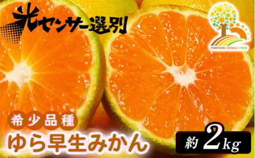 先行予約】【数量限定】Saito Orange Farmの愛果28号（まどんな