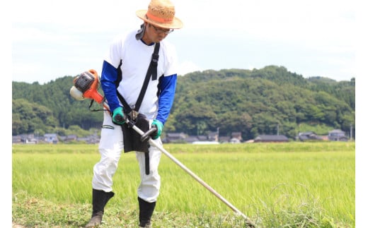 【期間限定発送】 米 令和6年 能登米 コシヒカリ 精米 5kg [みどりの波 石川県 宝達志水町 38601060] お米 コメ 5キロ ごはん 白米 こしひかり 美味しい 石川 能登