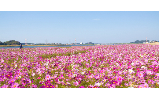 博多もつ鍋セット(まぼろしの味噌仕立て)国産牛もつ 600g!4～6人前(水巻町)【1445323】