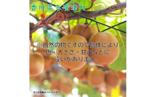 香川県オリジナルキウイフルーツ『さぬきゴールド』大玉約3.5kg【予約受付中！令和6年10月中旬頃から発送】【C-16】