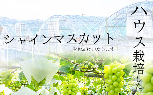 [No.5657-3936]5月から食べられる！温室栽培 シャインマスカット約800g (2房)《本沢農園》■2025年発送■※5月上旬頃～5月下旬頃まで順次発送予定 