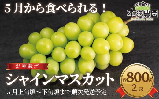 [No.5657-3936]5月から食べられる！温室栽培 シャインマスカット約800g (2房)《本沢農園》■2025年発送■※5月上旬頃～5月下旬頃まで順次発送予定 