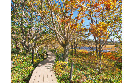 【八島湿原 ぐるっとウォーク】～花と生きものたちとの出会い　癒やしの湿原めぐり～ツアー参加券２名様分／八ヶ岳登山企画 ハイキング 体験 アウトドア 子供 チケット ペア 観光 長野 諏訪【88-05】