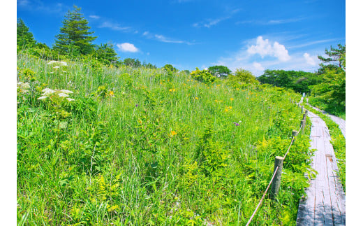 【八島湿原 ぐるっとウォーク】～花と生きものたちとの出会い　癒やしの湿原めぐり～ツアー参加券２名様分／八ヶ岳登山企画 ハイキング 体験 アウトドア 子供 チケット ペア 観光 長野 諏訪【88-05】