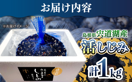 新鮮採れたて！宍道湖産活大和しじみ特大粒1kg(砂はき済み)  島根県松江市/平野缶詰有限会社 [ALBZ022]