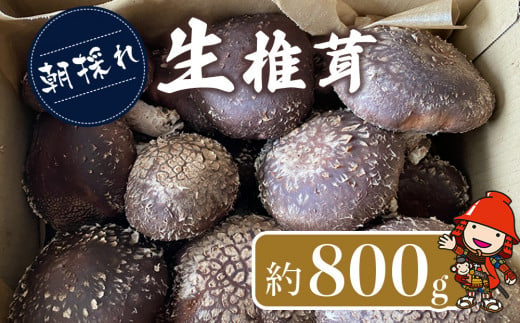 【期間限定】朝採れ 生椎茸 800g以上 生しいたけ 生シイタケ 原木栽培 茸 きのこ 大分県産 九州産 中津市 国産