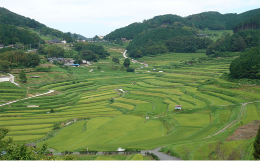 [№5757-0362]レンジ アップ ごはん 岡山県美咲町大垪和西棚田米 （ 赤米 ブレンド ）20パックセット 米 パック ごはん 保存 レトルト