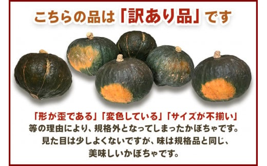 [数量限定／訳あり] 有機かぼちゃ (約5kg)【黒澤農園】｜南瓜 カボチャ 九重栗 国産 産地直送 煮物 サラダ スイーツ [0188]