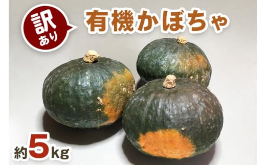 [数量限定／訳あり] 有機かぼちゃ (約5kg)【黒澤農園】｜南瓜 カボチャ 九重栗 国産 産地直送 煮物 サラダ スイーツ [0188]