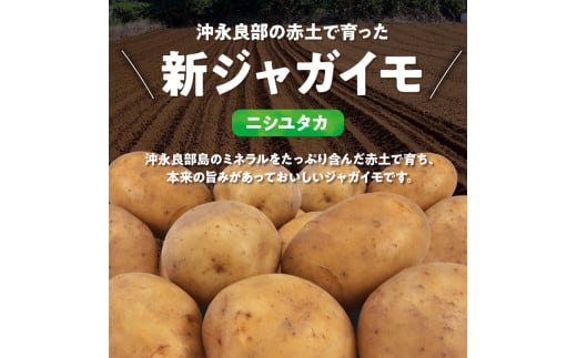 【2025年先行予約】沖永良部の赤土で育った新ジャガイモ 5kg（ニシユタカ）2～4月お届け　C054-001-01