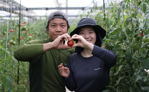 【3回定期便】【訳あり】高知県佐川町産 トマト  約2.3kg  織田トマト 高知 サイズ 違い 混合 キズあり 大小 まるっとトマト ＜2025年以降発送＞