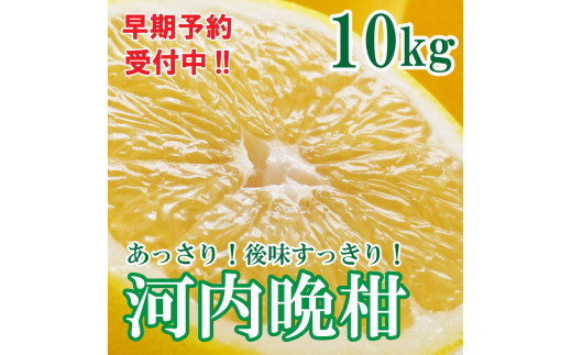 河内晩柑 ばんかん 約 10kg 家庭 柑橘 かんきつ フルーツ 果物 くだもの 厳選 愛媛 みかん 蜜柑 愛南 ご当地 ブランド 野菜 サラダ ピール ゼリー お菓子 デザート マルエム直販 (なくなり次第終了)