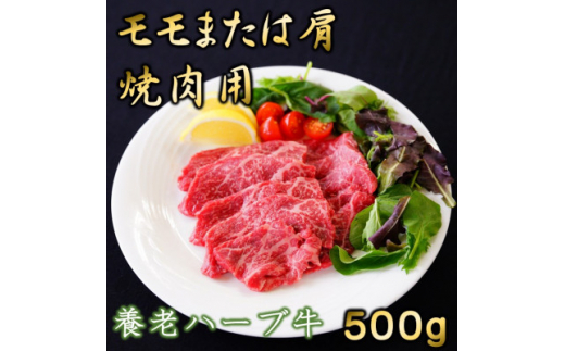 養老ハーブ牛　モモまたは肩　焼肉用　500g【1273630】