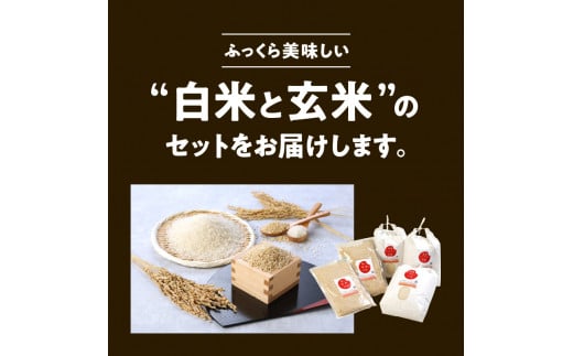 宮崎ヒノヒカリ延岡産白米と白い玄米セット合計16.6kg N0149-YZB807