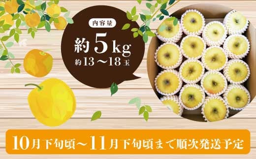 [No.5657-2763]シナノゴールド 約5kg (約13～18玉) 《とくだ農園》■2024年発送■※10月下旬頃～11月下旬頃まで順次発送予定