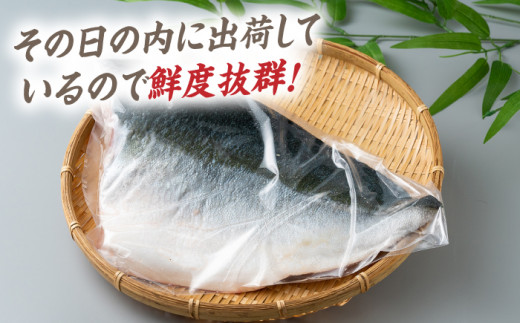 【24年1月9日以降発送】【1月限定】対馬 寒 ブリ 片身 800g《対馬市》【海風商事】国産 長崎 九州 刺身 [WAD004]冷蔵 新鮮 ぶり 寒ぶり フィレ  海鮮 魚介 鰤 刺身 しゃぶしゃぶ 煮物 BBQ 鍋 ブリしゃぶ 肉厚 