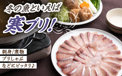 【24年1月9日以降発送】【1月限定】対馬 寒 ブリ 片身 800g《対馬市》【海風商事】国産 長崎 九州 刺身 [WAD004]冷蔵 新鮮 ぶり 寒ぶり フィレ  海鮮 魚介 鰤 刺身 しゃぶしゃぶ 煮物 BBQ 鍋 ブリしゃぶ 肉厚 