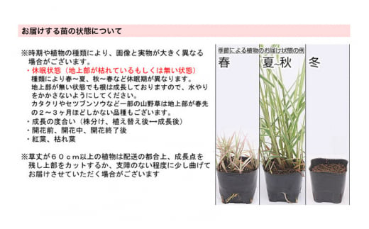 水辺植物 オススメ ビオ植物×5ポット