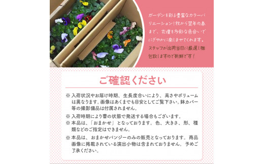 パンジー 花色おまかせ 群馬県 千代田町 インテリア かわいい 自然 リラクゼーション プレゼント 送料無料 趣味 緑 人気 オススメ 初心者 玄関 期間限定 花壇 家庭栽培