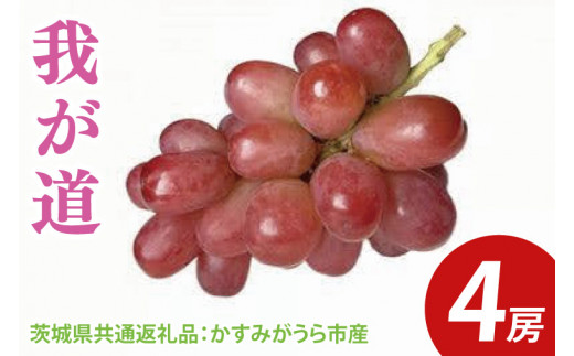 我が道 4房（茨城県共通返礼品：かすみがうら市産）　※2024年9月初旬～2024年10月下旬頃に順次発送予定（CD033）