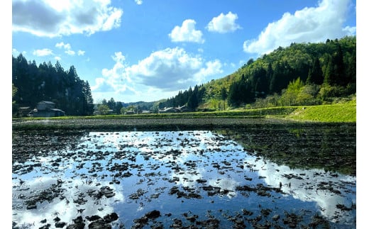 【令和6年産新米先行予約】新潟県加茂市 七谷産コシヒカリ  玄米10kg  《10月下旬～順次発送》 新潟産コシヒカリ 豊かな山水で育った天水米 加茂市 YAGOROU ヤゴロウ