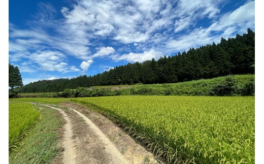 【令和6年産新米先行予約】新潟県加茂市 七谷産コシヒカリ  玄米10kg  《10月下旬～順次発送》 新潟産コシヒカリ 豊かな山水で育った天水米 加茂市 YAGOROU ヤゴロウ