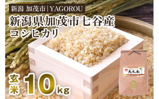 【令和6年産新米先行予約】新潟県加茂市 七谷産コシヒカリ  玄米10kg  《10月下旬～順次発送》 新潟産コシヒカリ 豊かな山水で育った天水米 加茂市 YAGOROU ヤゴロウ