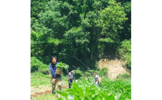 ＜大阪能勢特産＞旬野菜のミックスピクルスおまかせ4本セット【1492043】