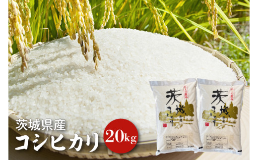 【令和6年産】茨城県産コシヒカリ 20kg 【お米 ごはん こしひかり 老舗 米屋 おにぎり ごはん 茨城県 水戸市 20キロ】(HQ-53)