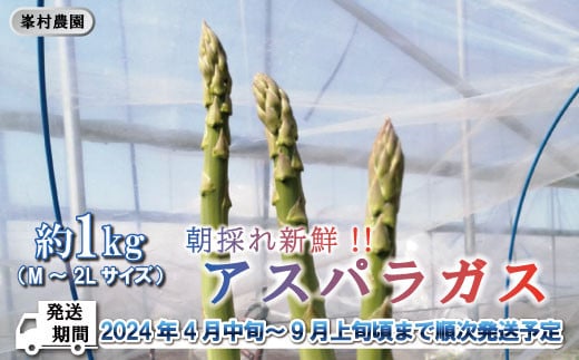 [No.5657-2528]朝採れ新鮮！ アスパラガス 約1kg（約500g×2包 M～2Ｌサイズ）【峯村農園直送】■2024年発送■※4月中旬頃～9月上旬頃まで順次発送予定