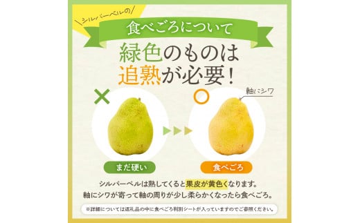 【令和6年産 先行予約】西洋梨シルバーベル5kg　秀品　化粧箱入り 山形県 東根市 東根農産センター提供 hi027-146